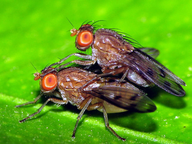 Una mosca señala el camino para optimizar las redes inalámbricas