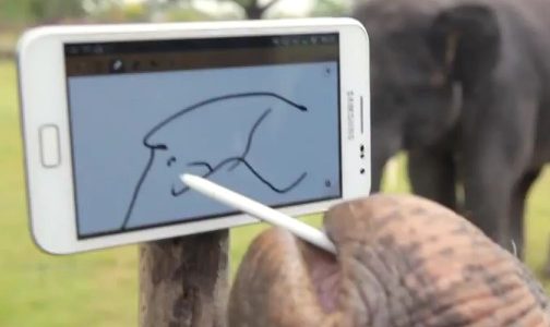 elefante samsung