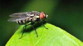 Mosca