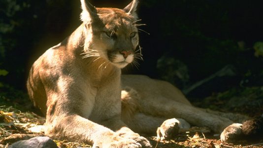 Mountain Lion