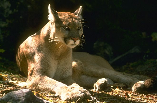 Mountain Lion