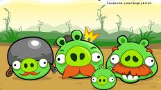 Angry pigs