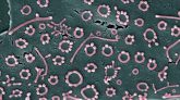 Bacterias