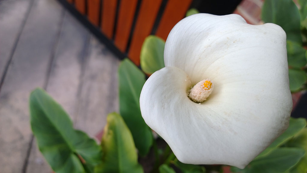 Fotografía macro
