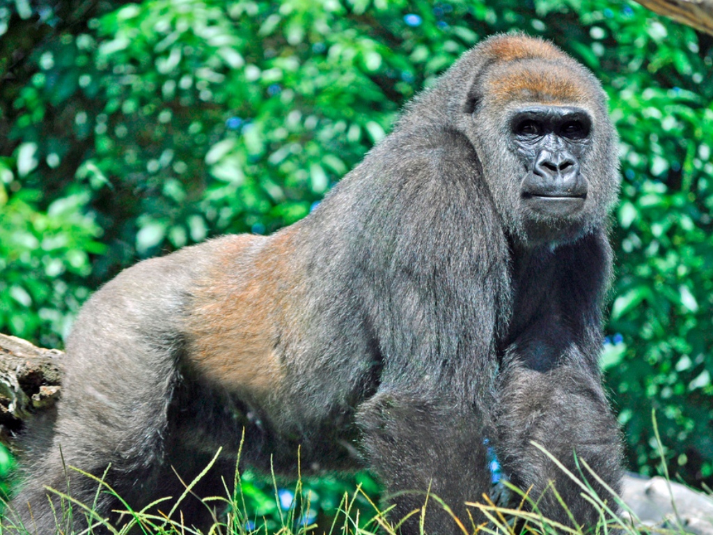 El gorilla occidental está en peligro. Imagen: warriorwoman531 (vía Flickr).