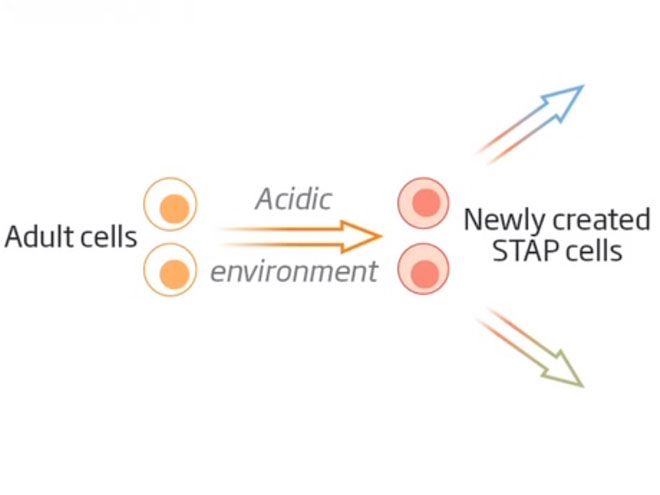 Las células producidas por STAP, pueden revolucionar la medicina. 