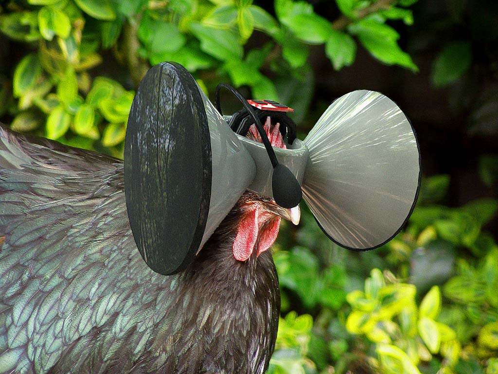 Oculus Gallina.