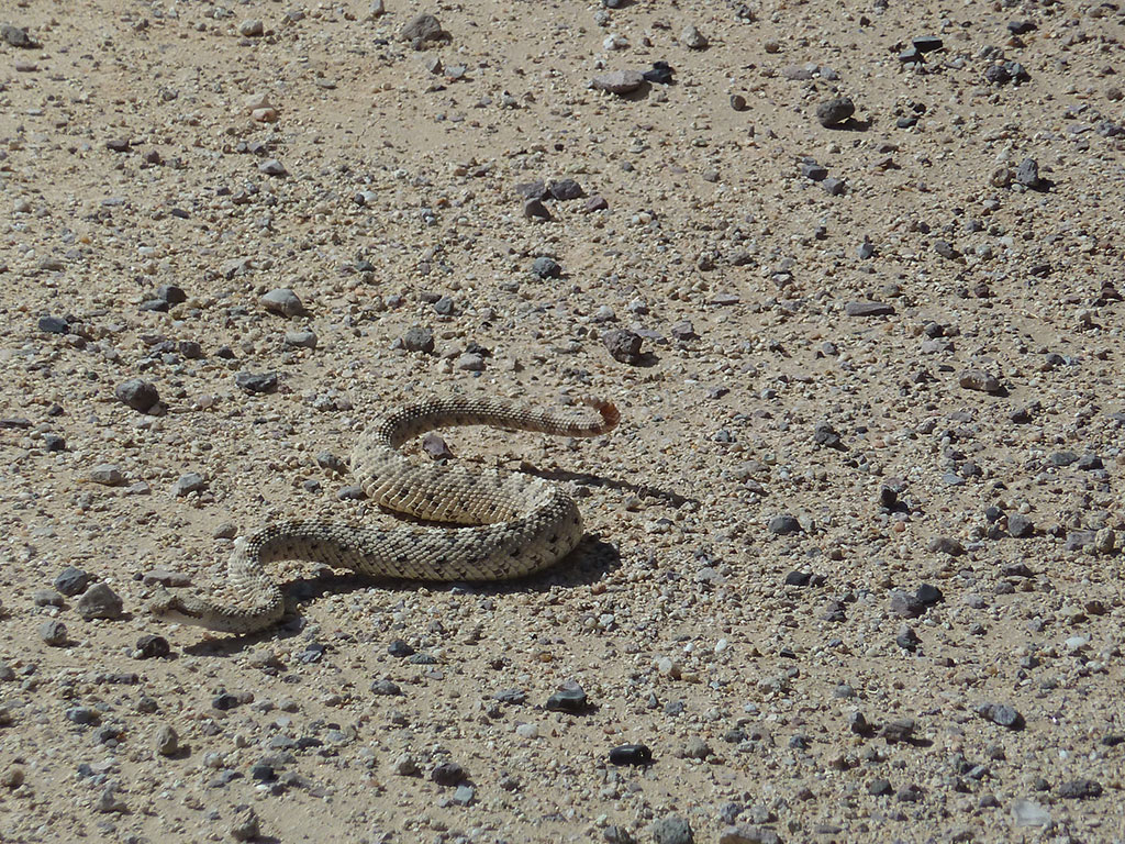 La serpiente llamó la atención de los investigadores por su forma de moverse en la arena y en superficies granulares. 