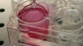 científicos crean penes de laboratorio