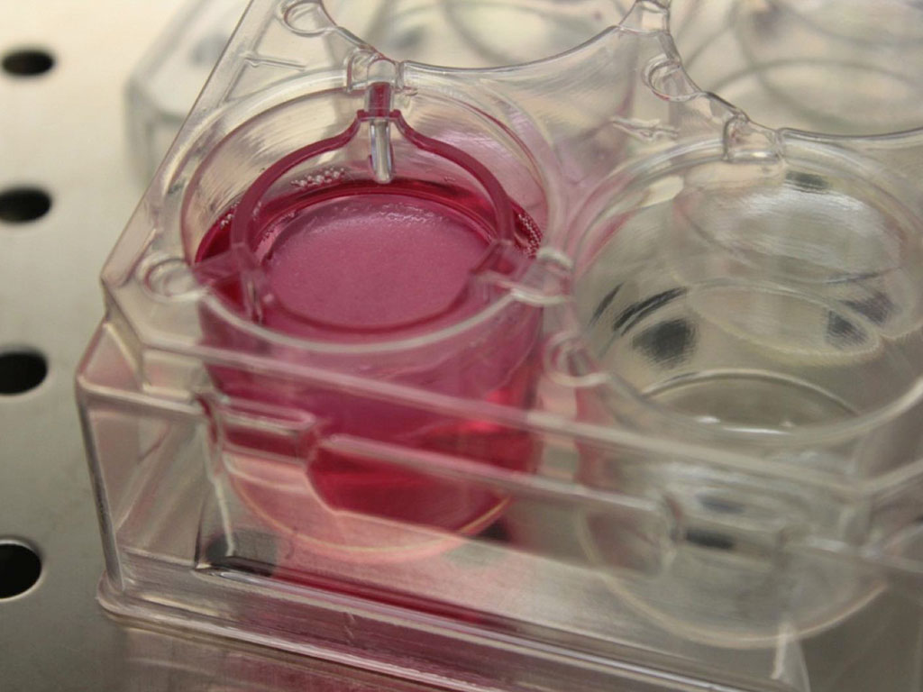 científicos crean penes de laboratorio