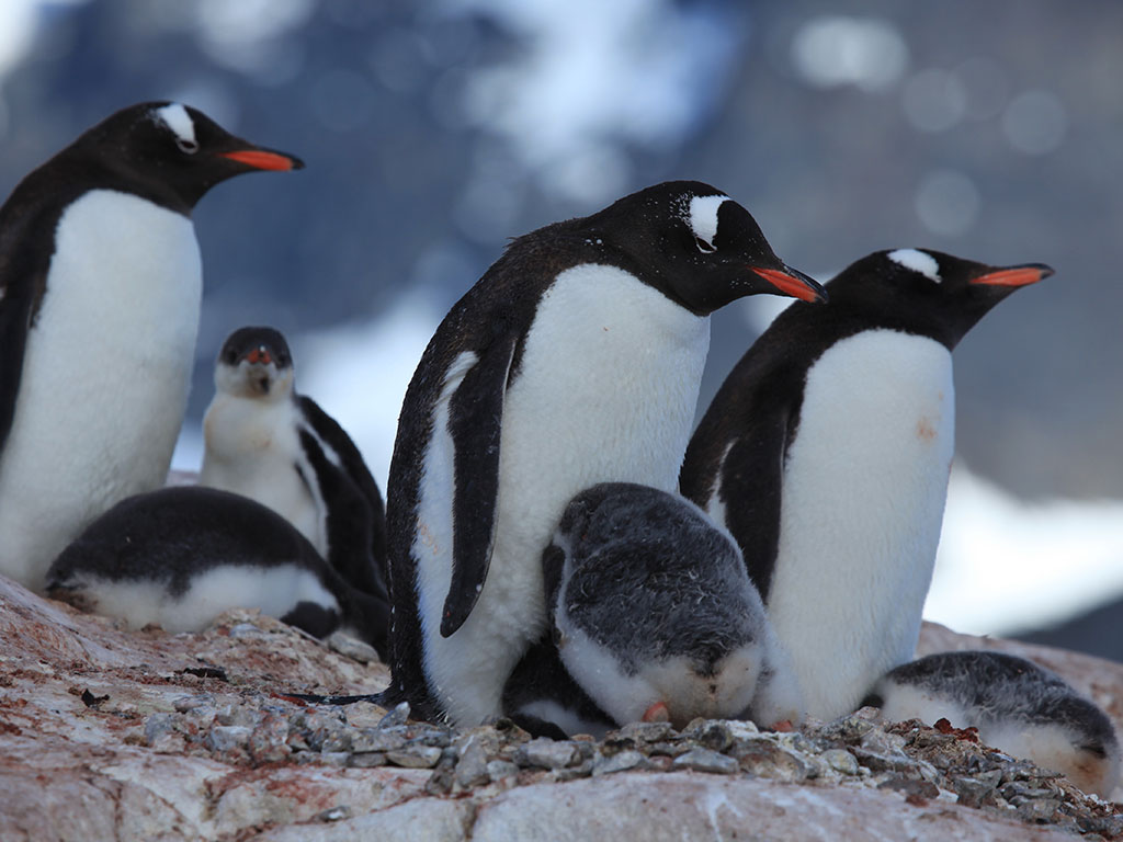 Nacional bolsillo Suavemente Por un pingüino robot, científicos se acercan a las aves -ENTER.CO