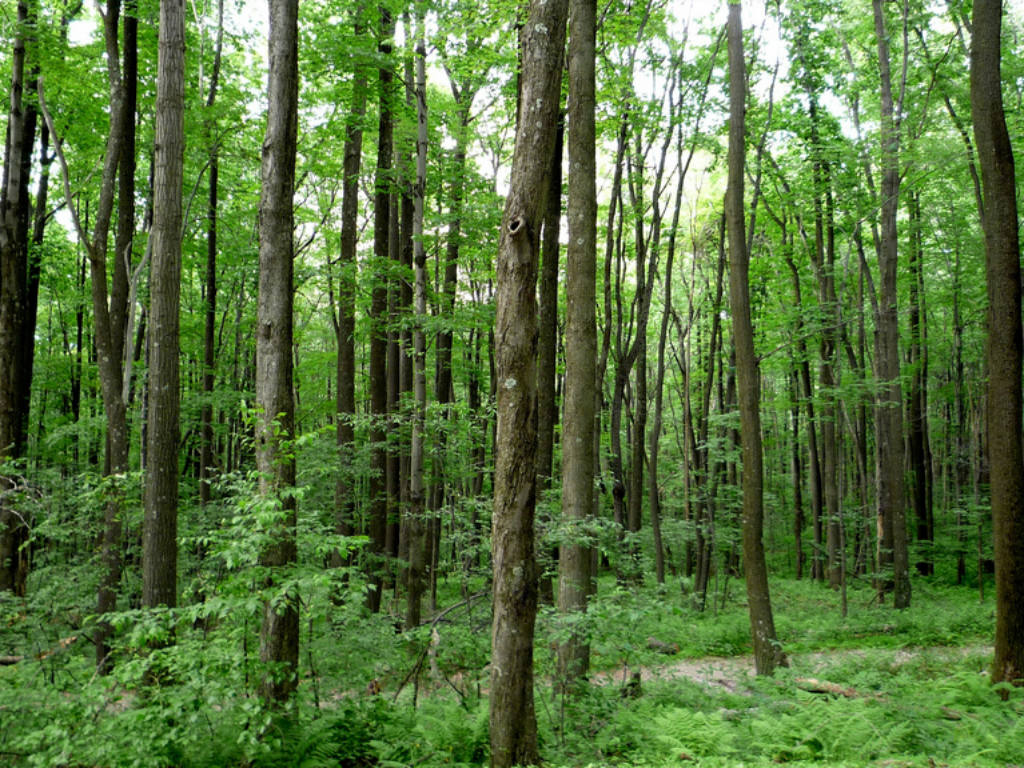 Los bosques como prioridad para Apple. 