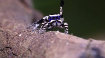 araña pavorreal