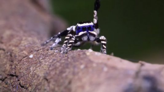 araña pavorreal
