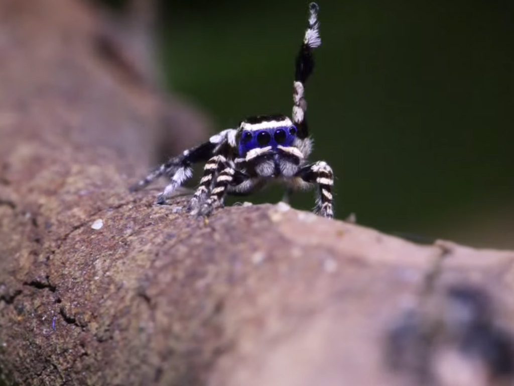 araña pavorreal