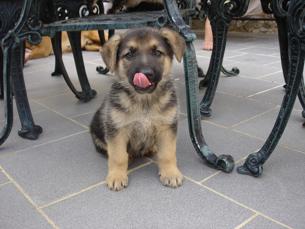 Cachorritos para adoptar. 