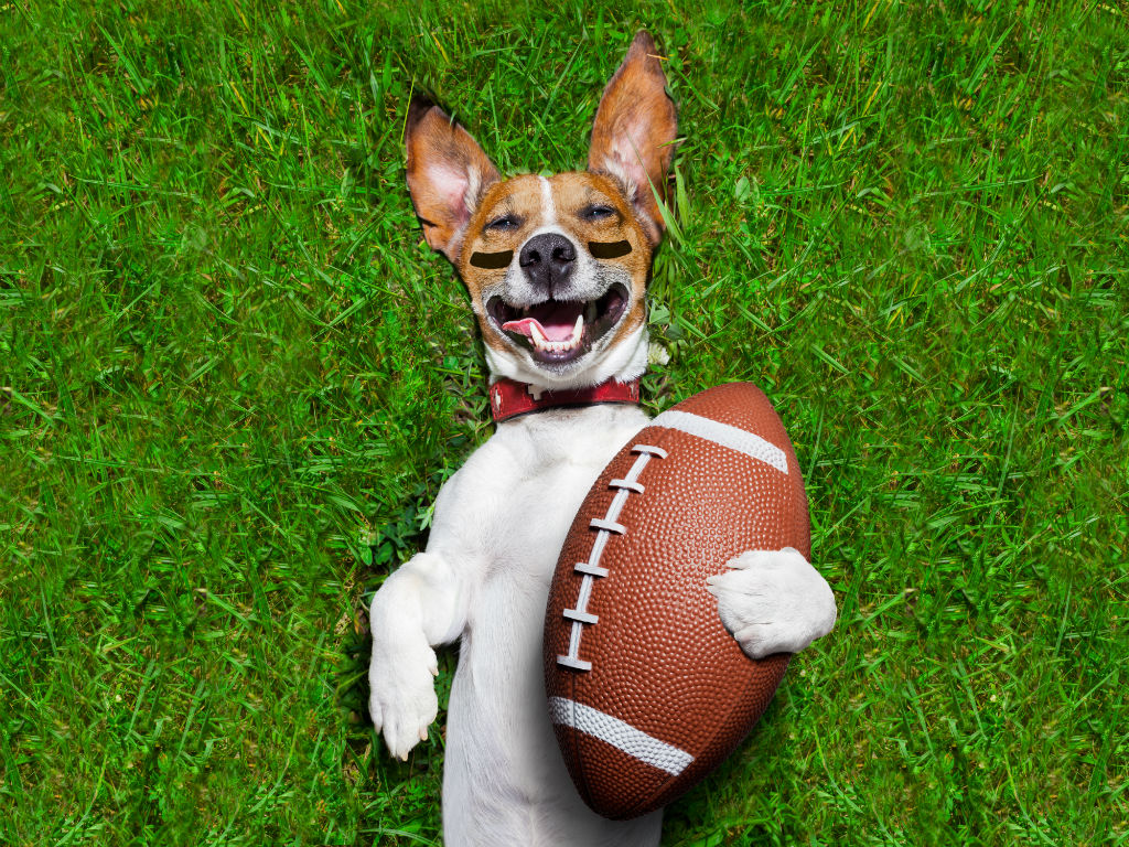 57 cachorros jugaron fútbol americano mientras los animaba un grupo de 'pollitas'. 