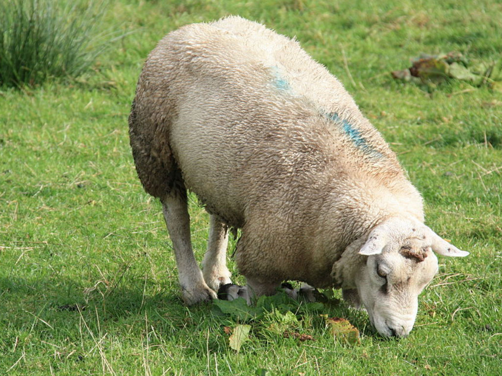 Las ovejas y cabras tienen una enzima que haría el proceso más económico y eficiente. 