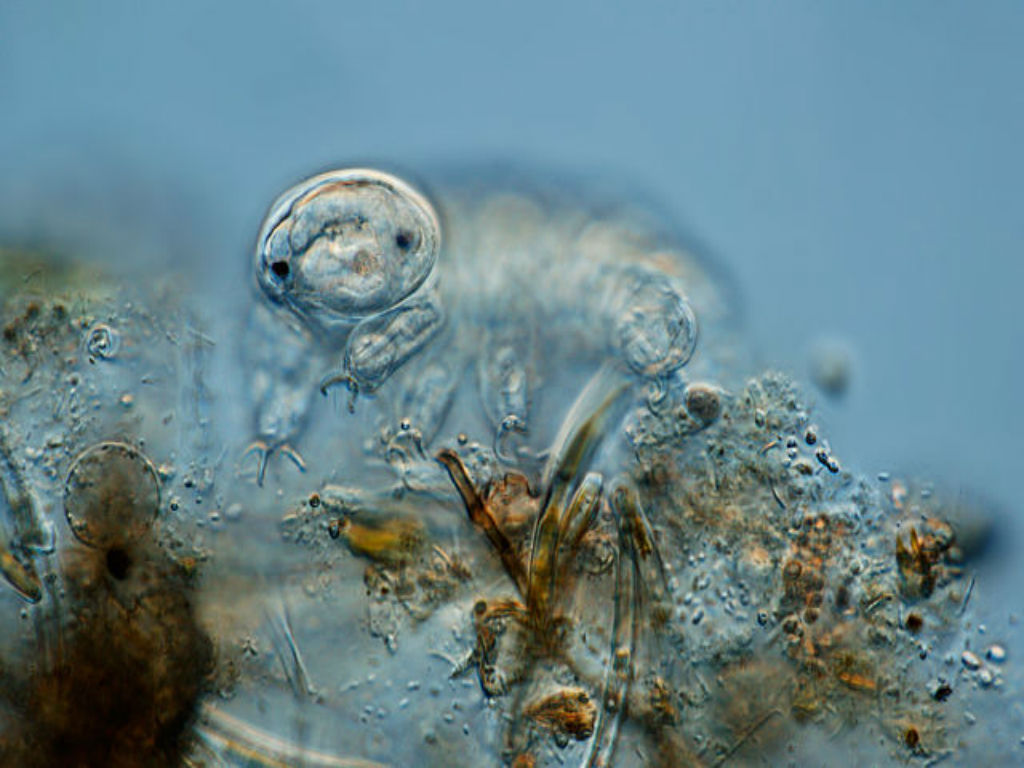 Los tardígrados son animales microscópicos que viven en el agua.