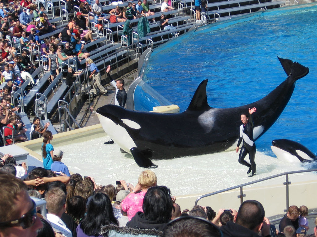 Las orcas del parque se han enfermado y sufren de estrés por estar en áreas pequeñas. 