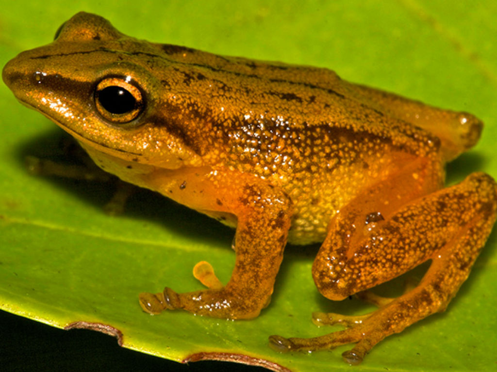 Con esta nueva especie Colombia ya tiene más de 800 especies de anfibios. 