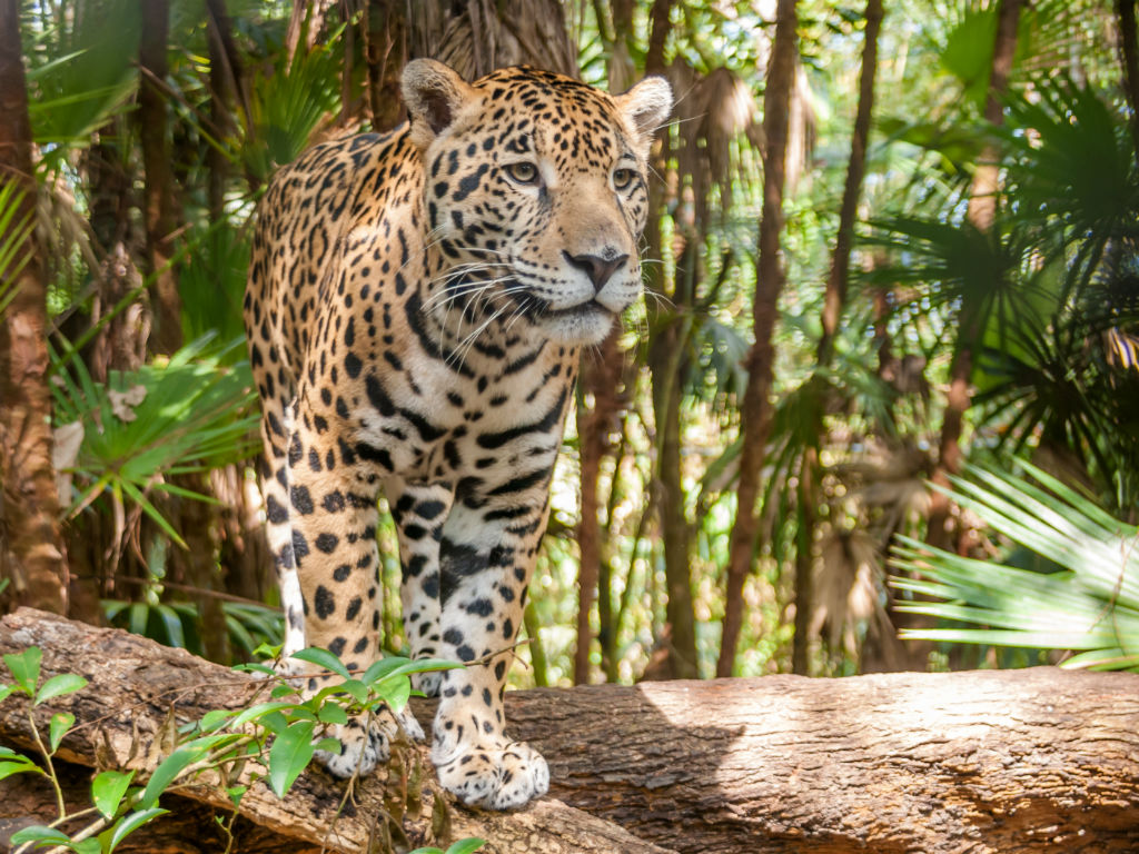 jaguar