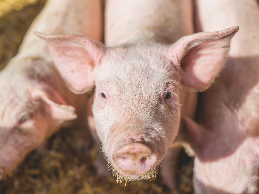 Estamos muy cerca de lograr usar corazones de cerdo para trasplantes en humanos. 