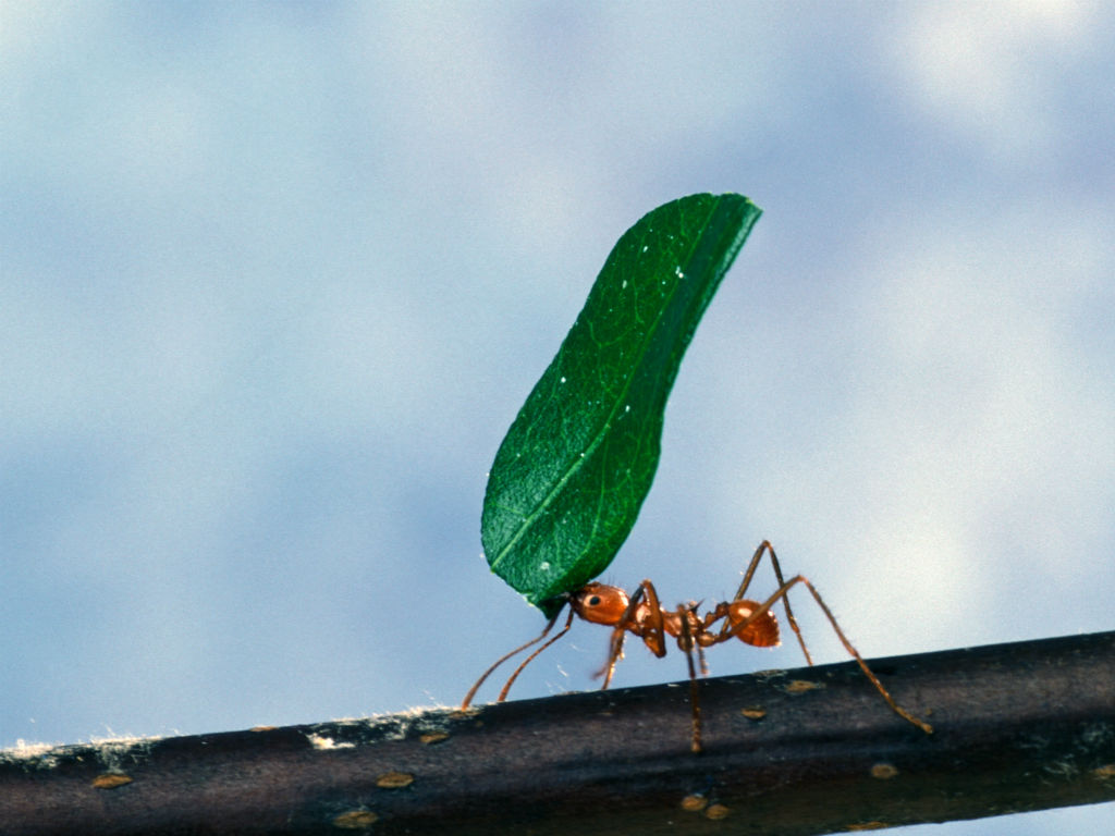 Esta máquina podría mover los nanorobots del futuro. 