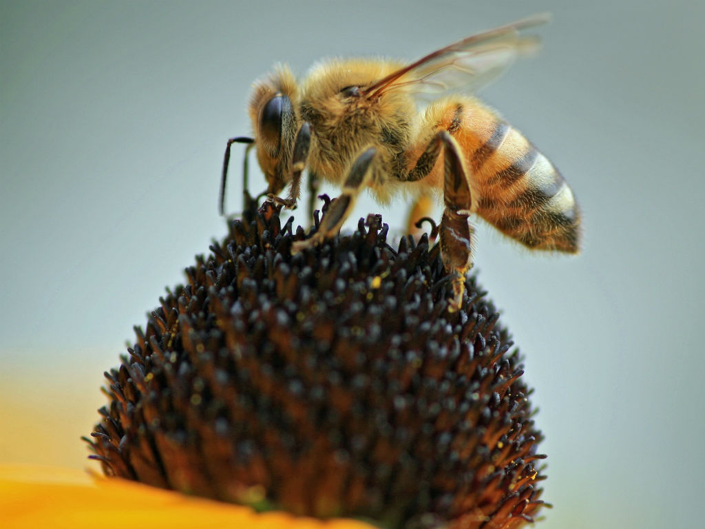 Las abejas serían clave para que los drones no se estrellen. 