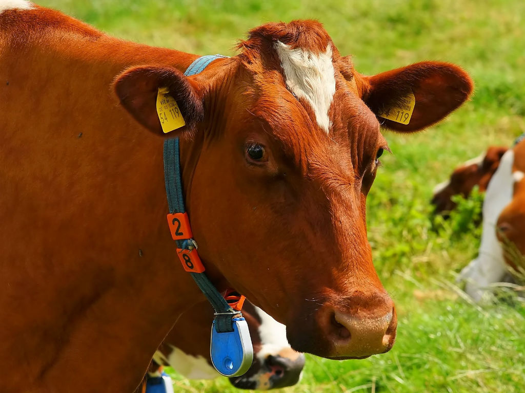 cow-1509258_1920