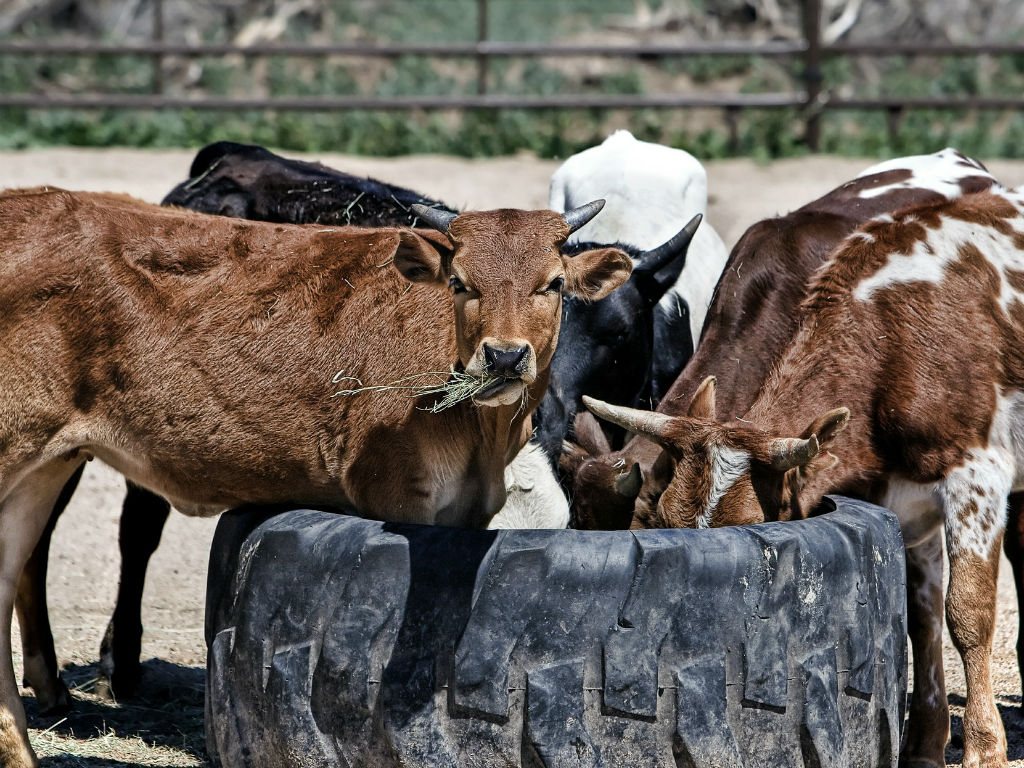 cow-419081_1920