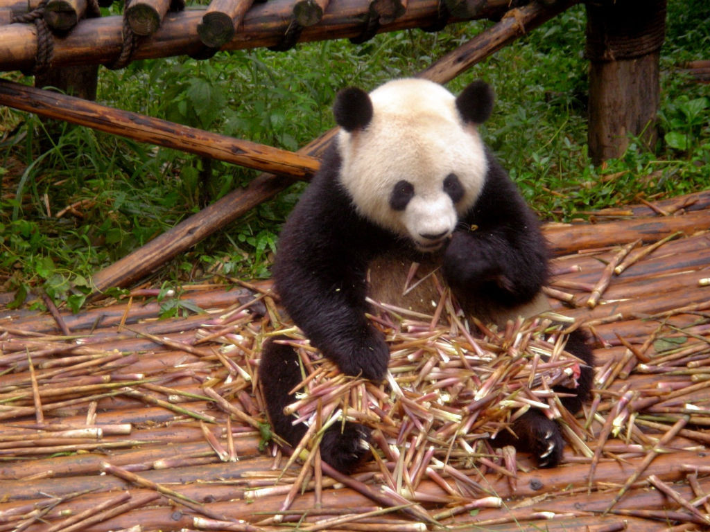 Los colores del panda tienen una función de supervivencia. 