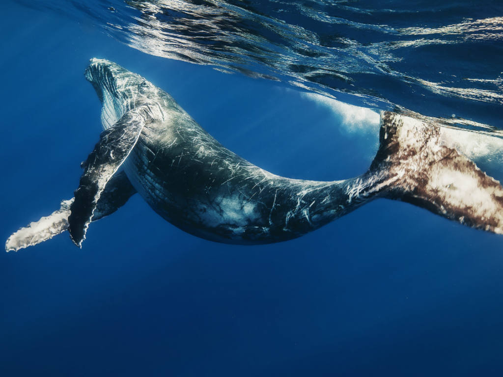 imagen La Ballena Azul