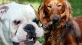 animales