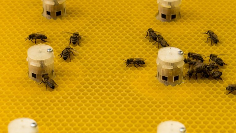 abejas robot