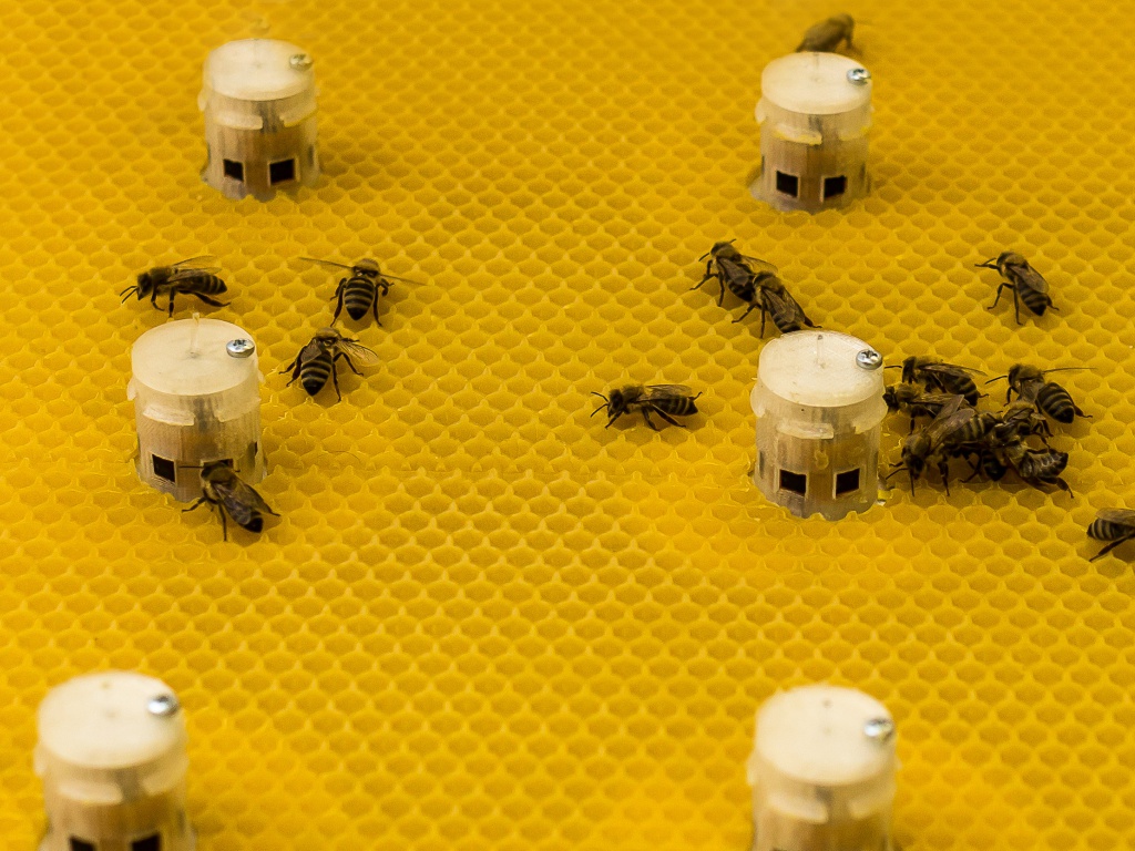 abejas robot