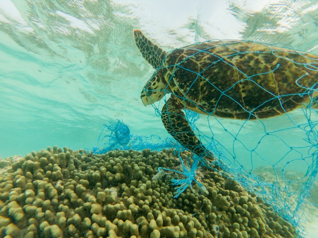 Tortugas