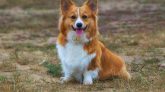 Corgi