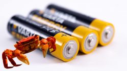 Baterías hechas de cangrejo