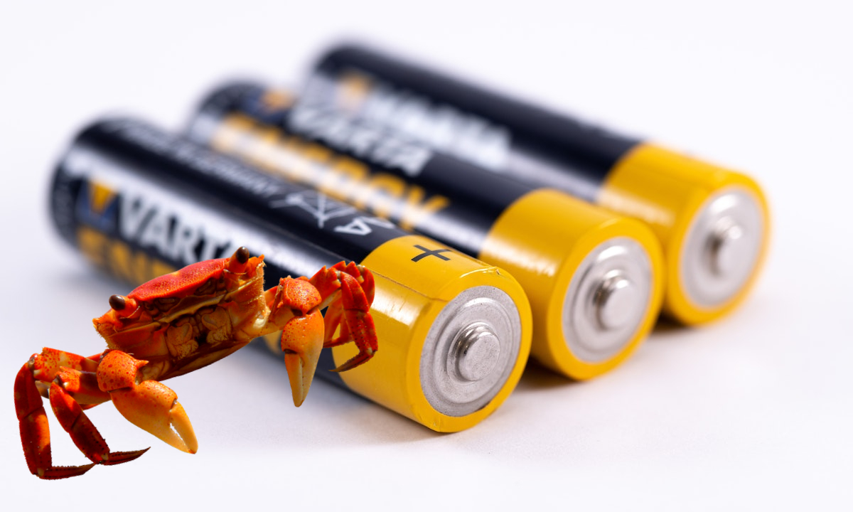 Baterías hechas de cangrejo, ¿el futuro de las energías renovables?