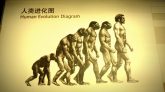 Evolución Hombre