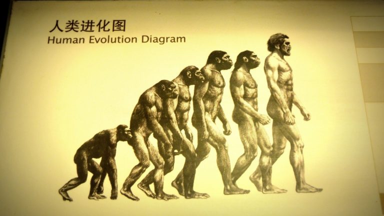 Evolución Hombre