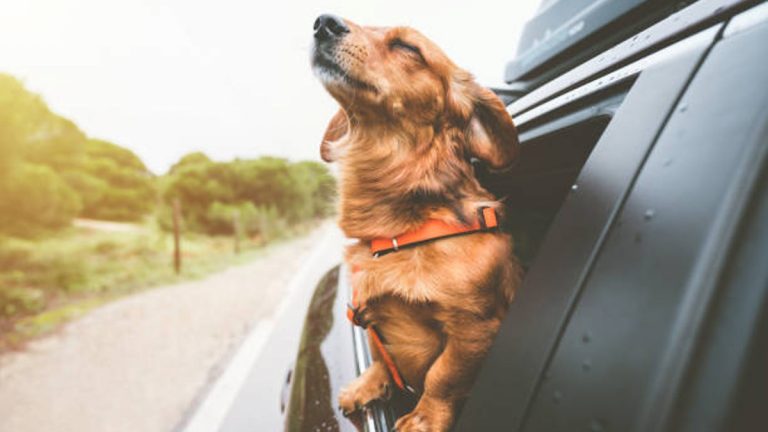 PERRO EN CARRO