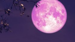 Luna rosada