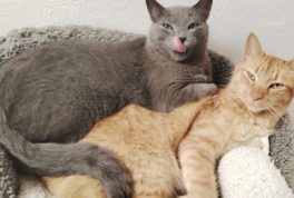 gatos