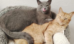 gatos