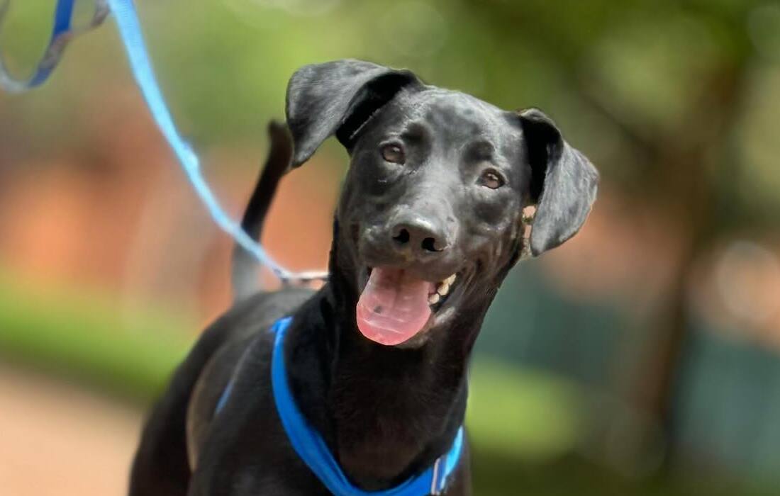 Así puede aprender a fotografiar mascotas para ayudar a que sean adoptadas en Bogotá