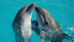 delfines