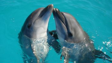delfines