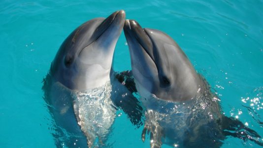 delfines